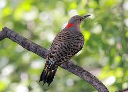Yellow shafted flicker