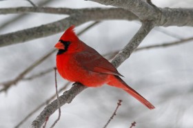 Northern Cardinal_