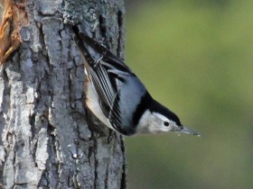 White-breasted_Nuthatch_RWD3